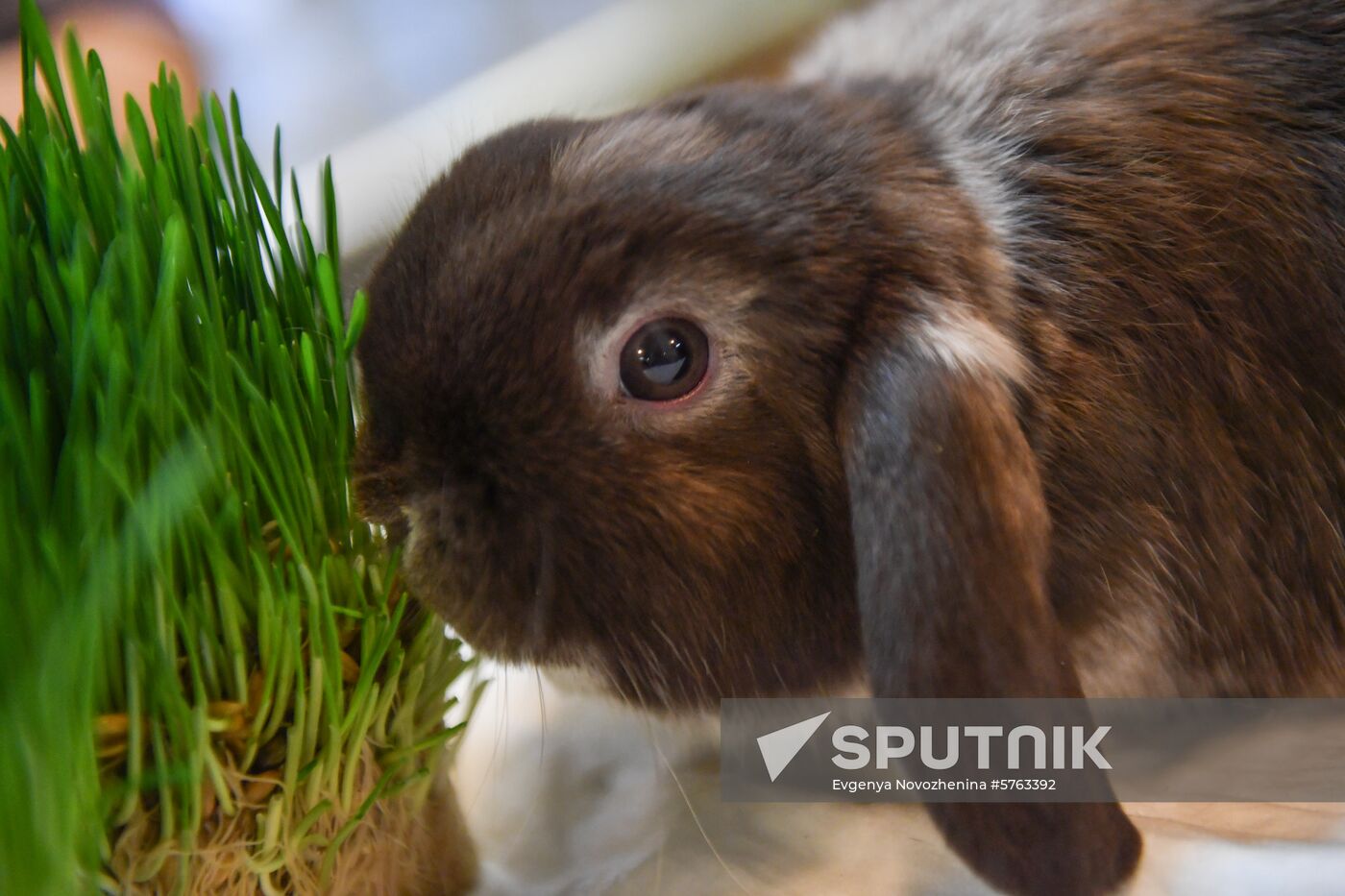 Russia Rabbits Exhibition