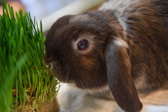 Russia Rabbits Exhibition