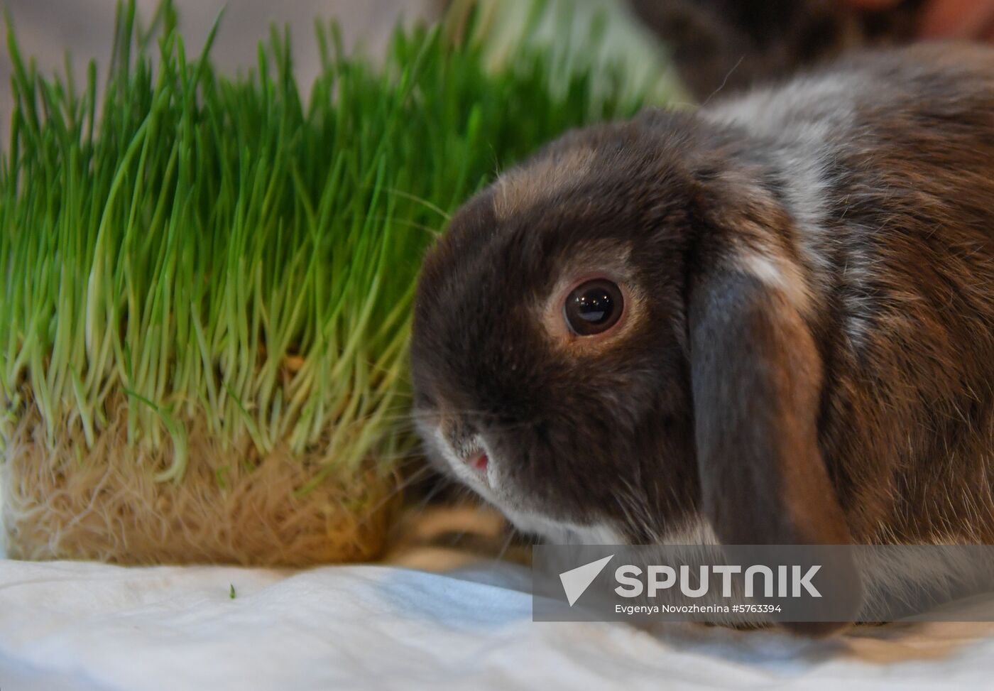 Russia Rabbits Exhibition