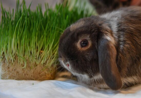 Russia Rabbits Exhibition