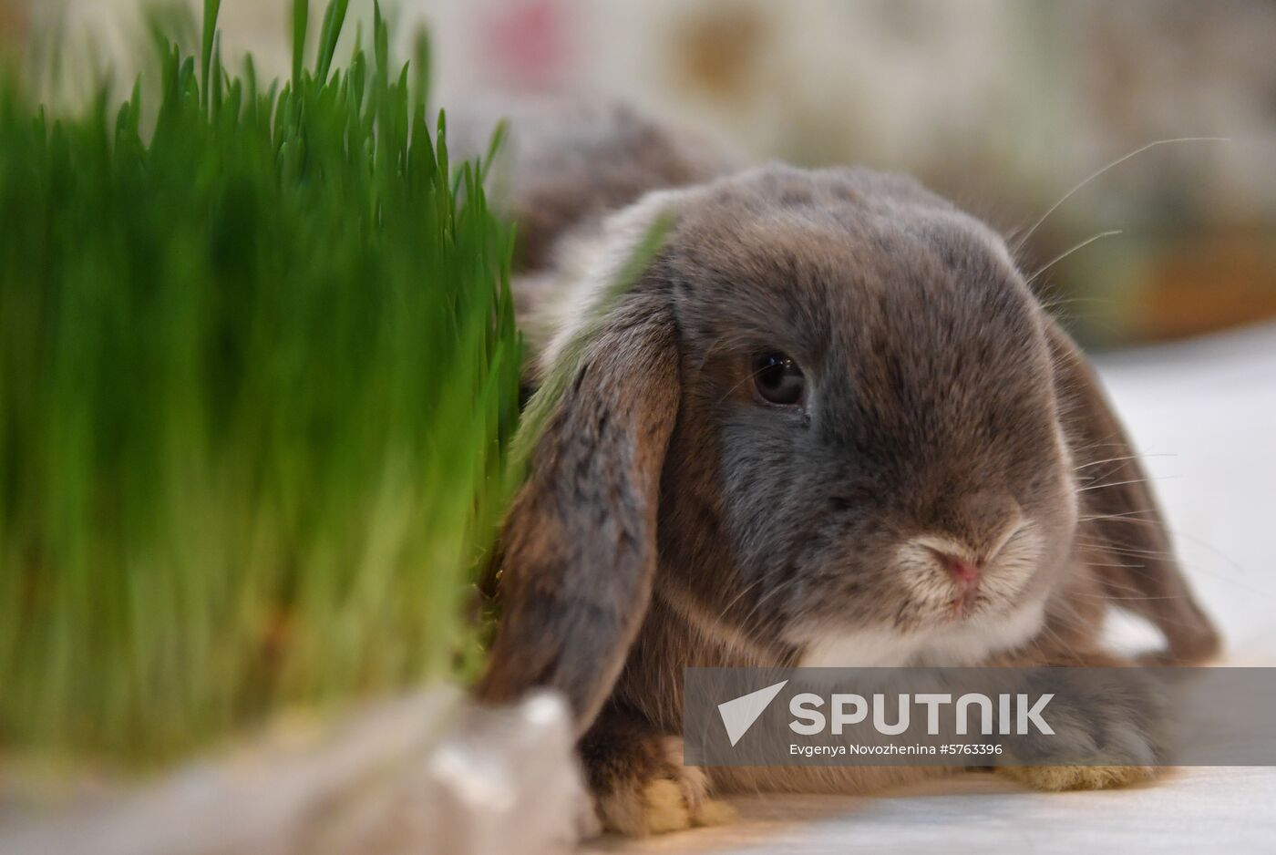 Russia Rabbits Exhibition