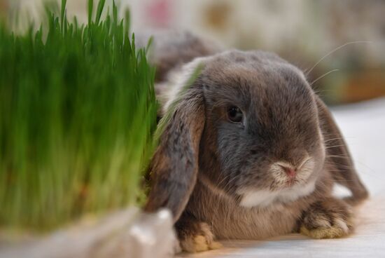 Russia Rabbits Exhibition