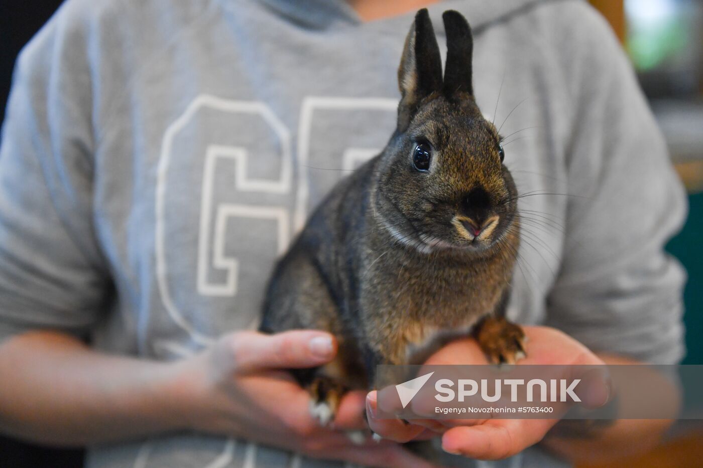 Russia Rabbits Exhibition