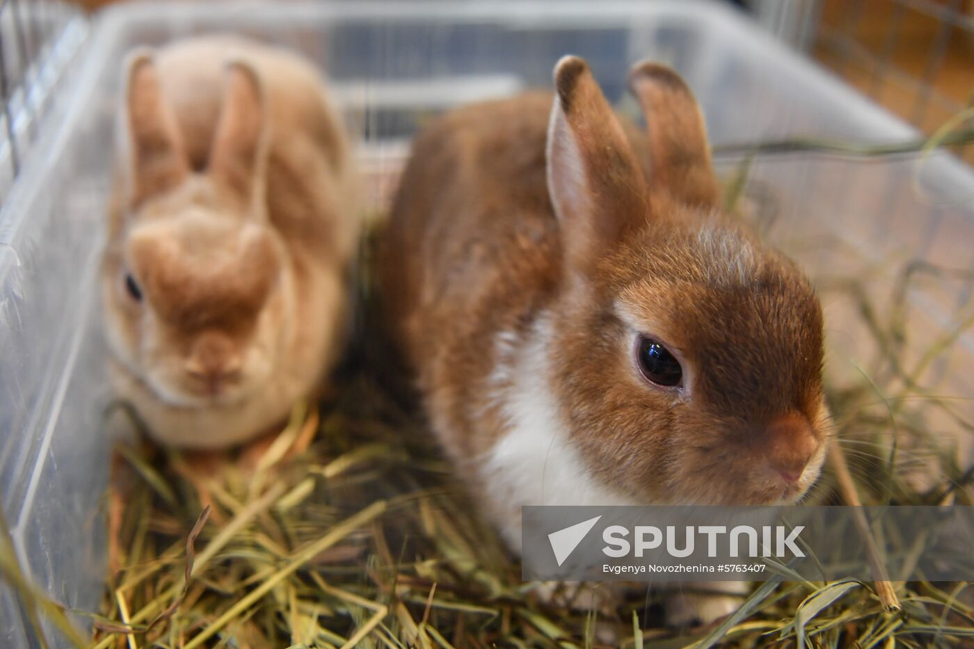 Russia Rabbits Exhibition