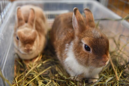 Russia Rabbits Exhibition