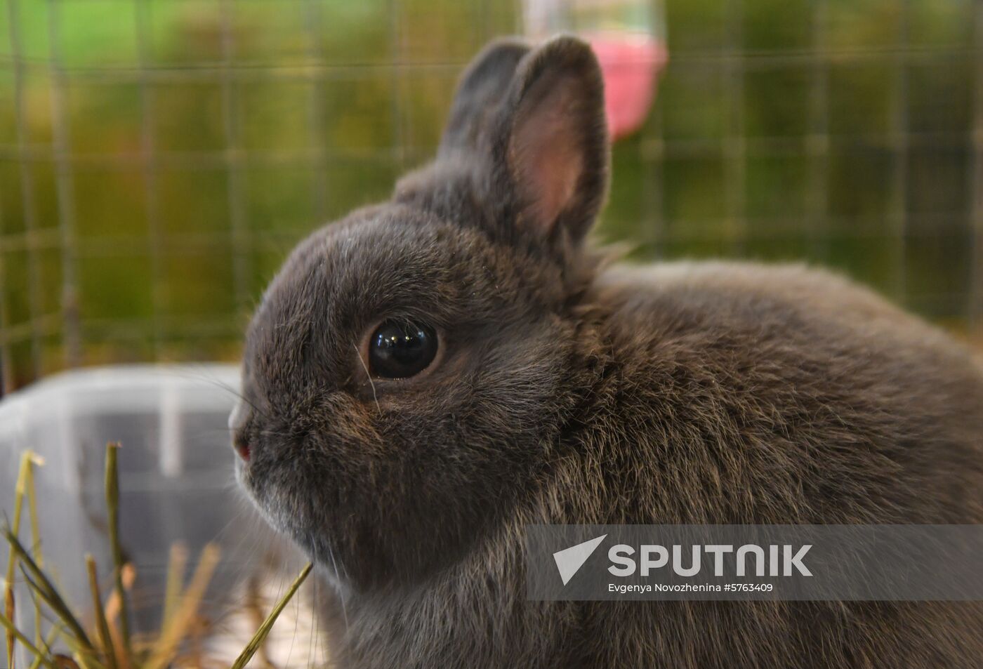 Russia Rabbits Exhibition