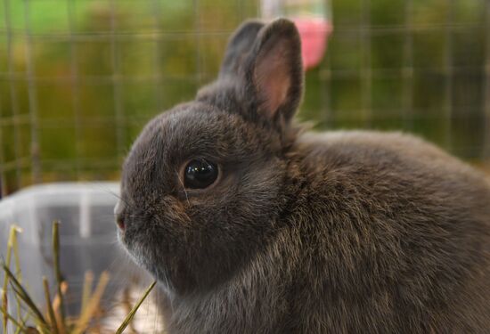 Russia Rabbits Exhibition