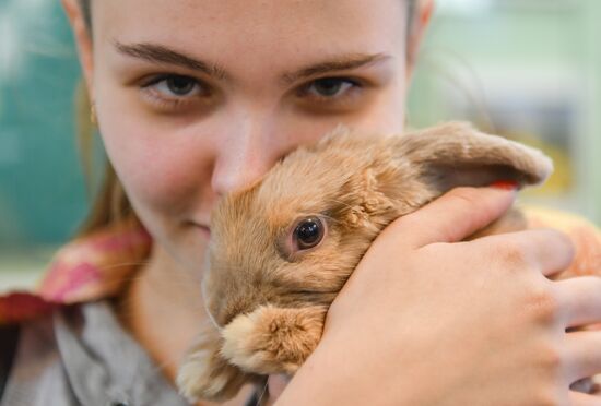 Russia Rabbits Exhibition