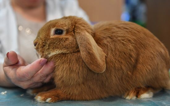 Russia Rabbits Exhibition