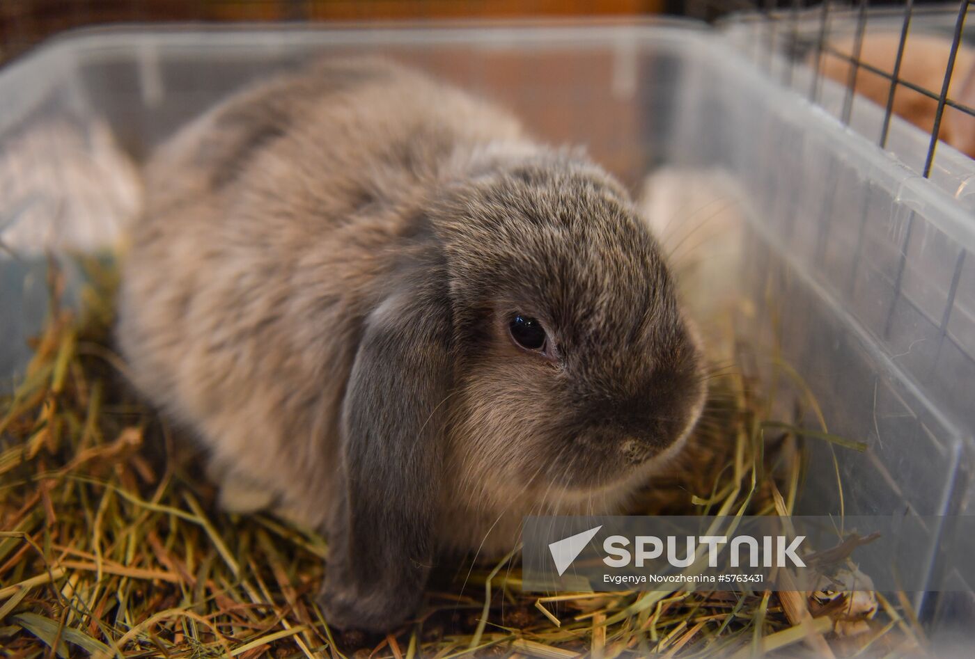 Russia Rabbits Exhibition