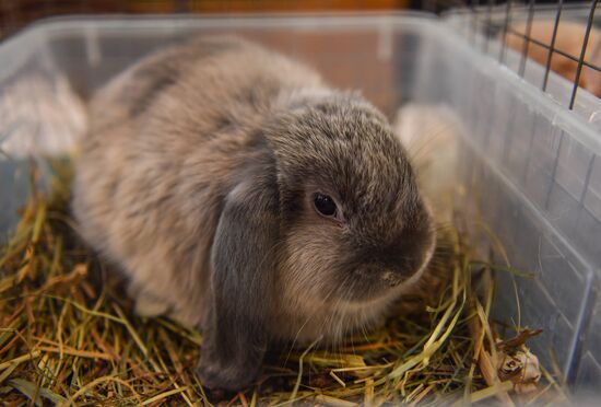 Russia Rabbits Exhibition