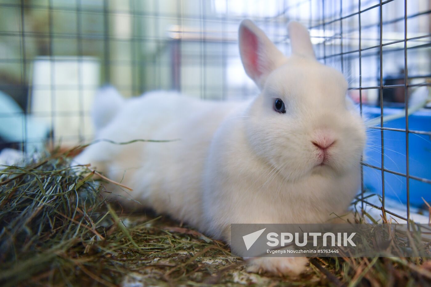 Russia Rabbits Exhibition