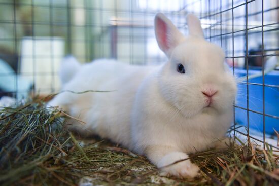 Russia Rabbits Exhibition