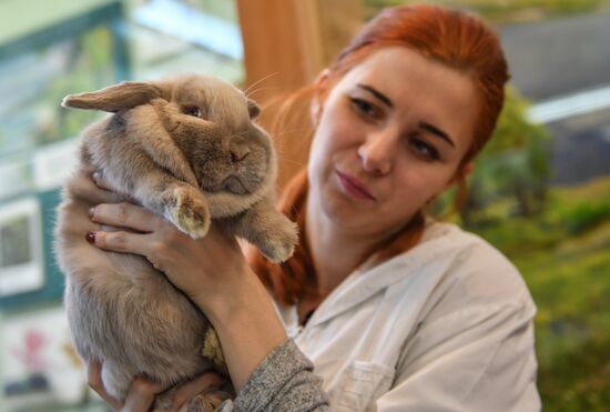 Russia Rabbits Exhibition