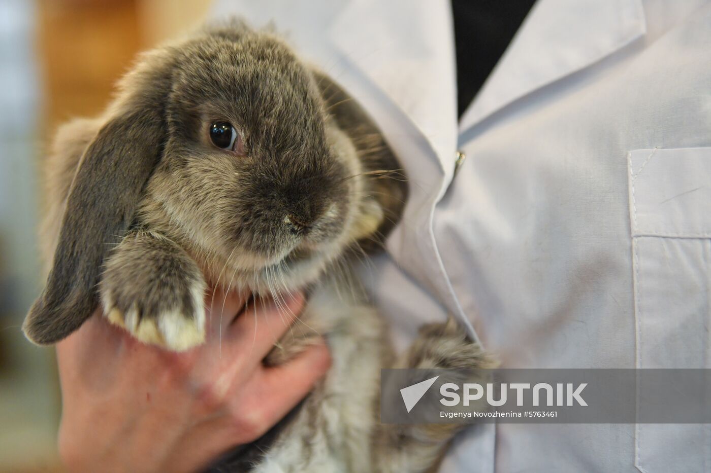 Russia Rabbits Exhibition