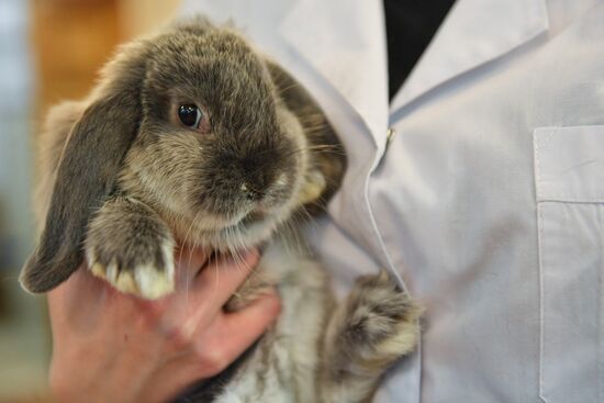 Russia Rabbits Exhibition