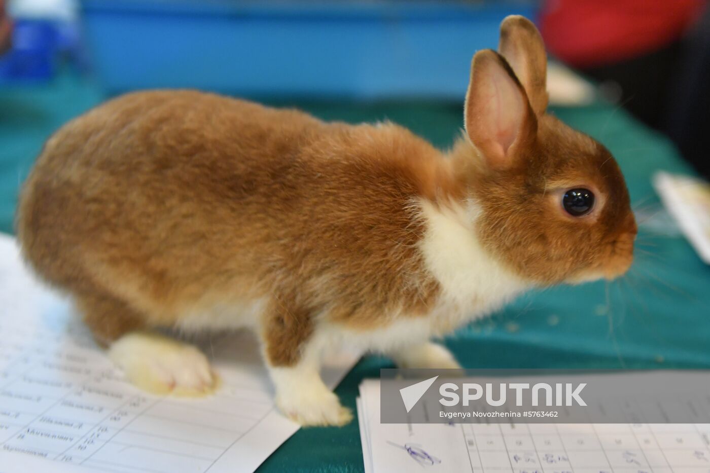 Russia Rabbits Exhibition