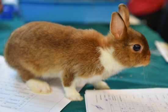 Russia Rabbits Exhibition
