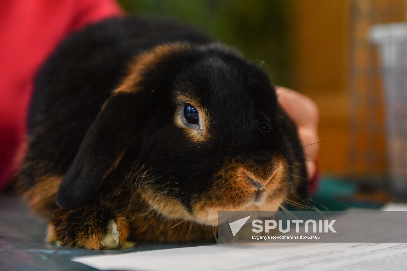 Russia Rabbits Exhibition