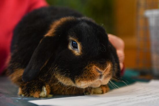 Russia Rabbits Exhibition