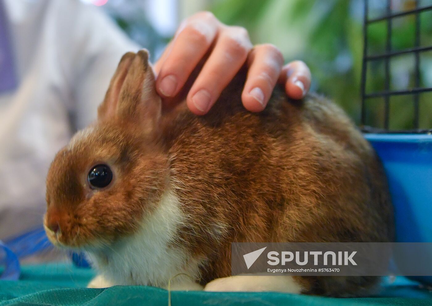 Russia Rabbits Exhibition