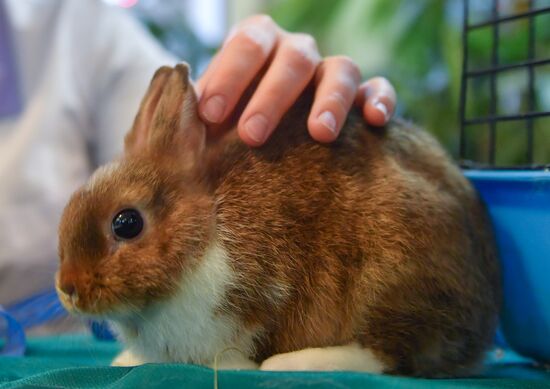 Russia Rabbits Exhibition