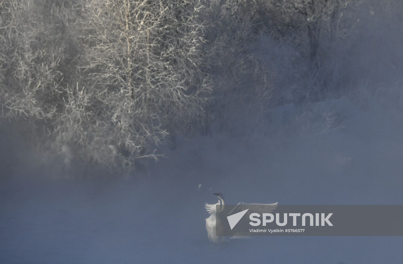 Russia Swans Wintering Over