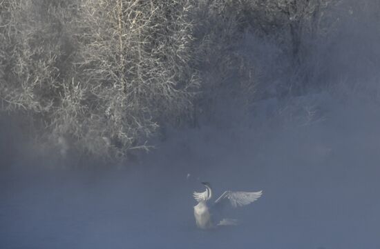 Russia Swans Wintering Over