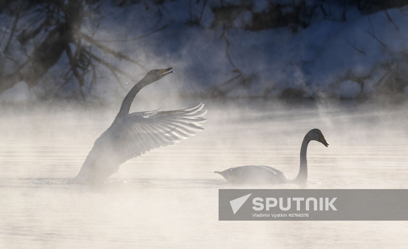 Russia Swans Wintering Over