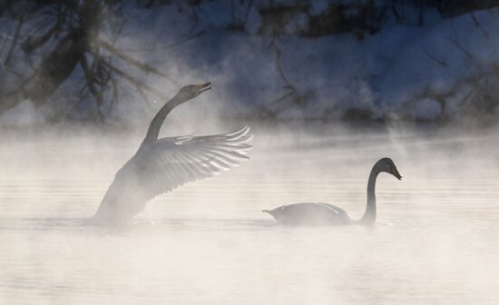 Russia Swans Wintering Over