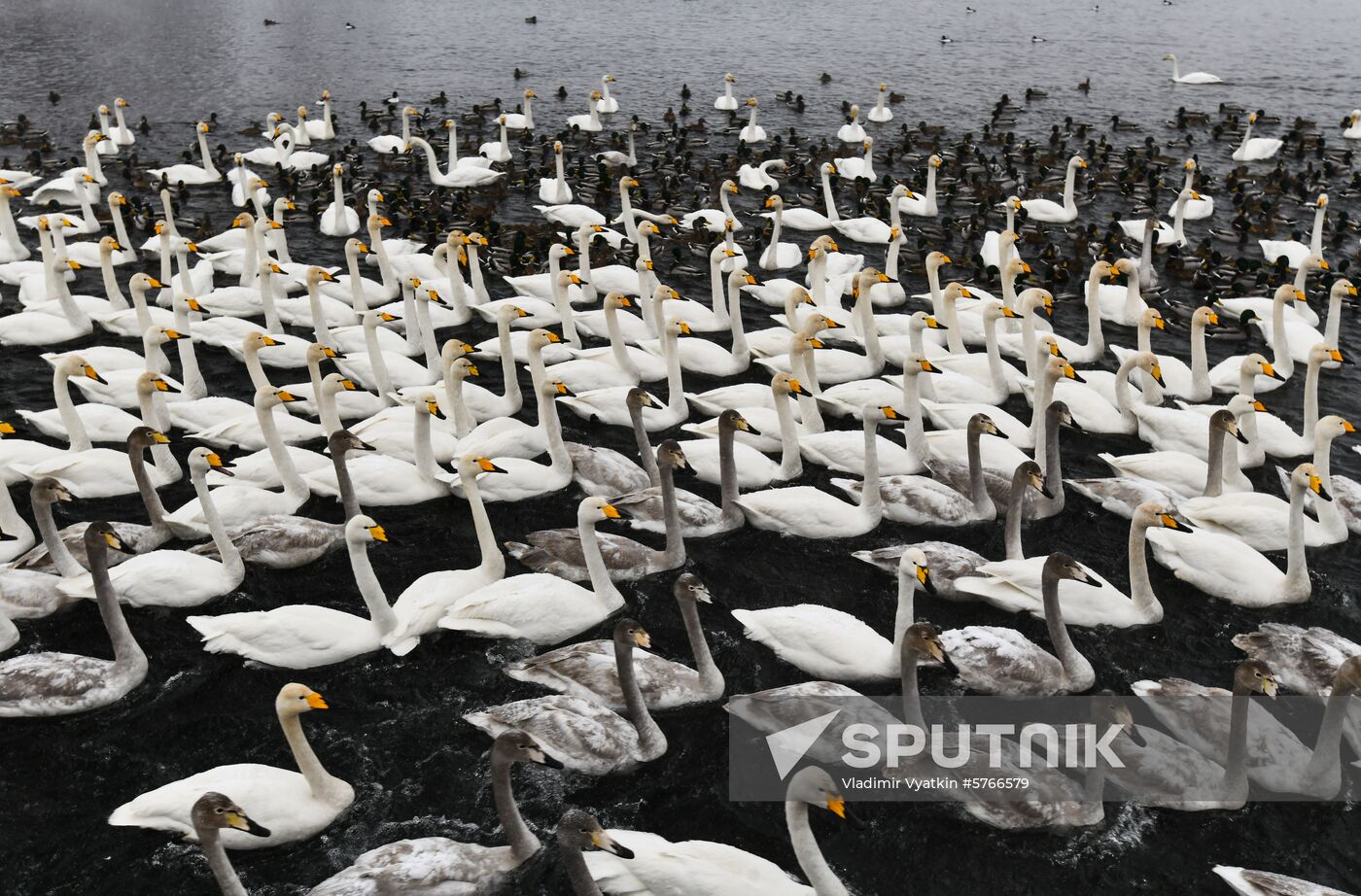 Russia Swans Wintering Over