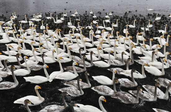 Russia Swans Wintering Over
