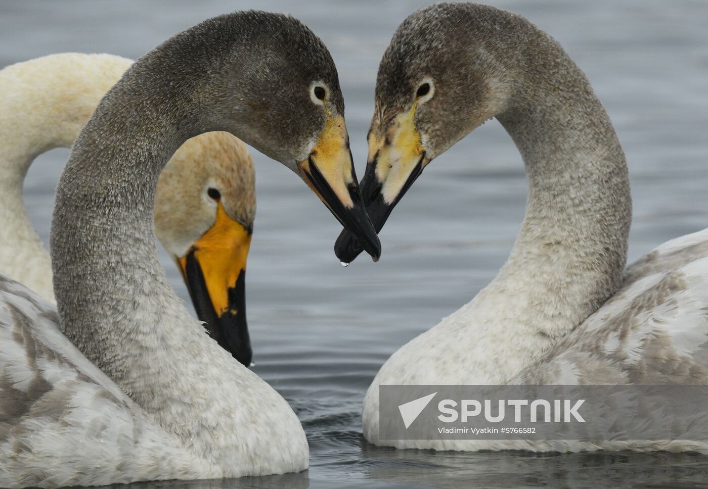 Russia Swans Wintering Over