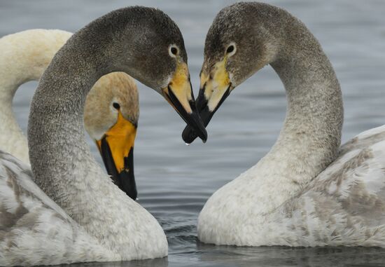 Russia Swans Wintering Over