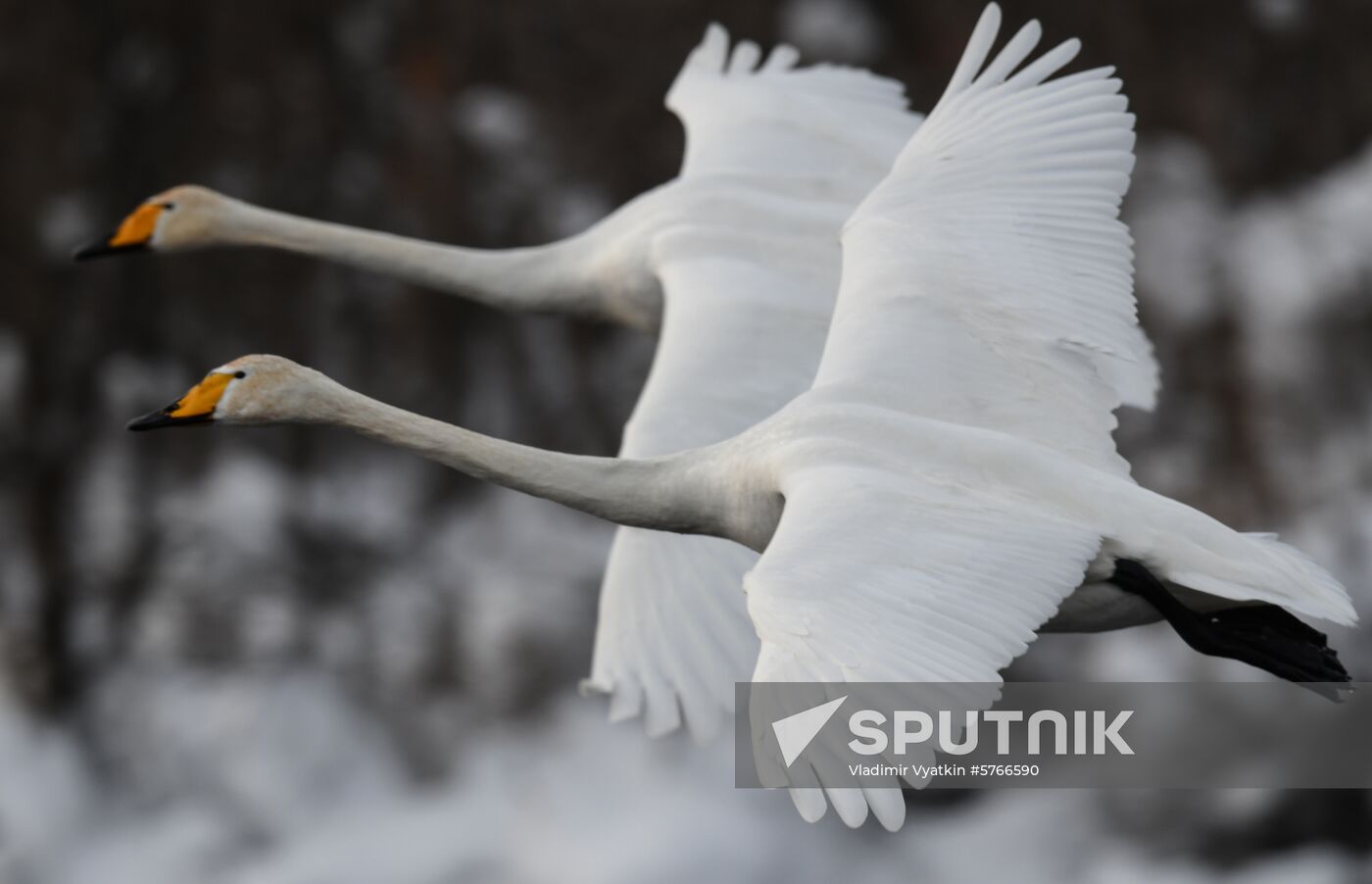 Russia Swans Wintering Over