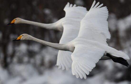 Russia Swans Wintering Over
