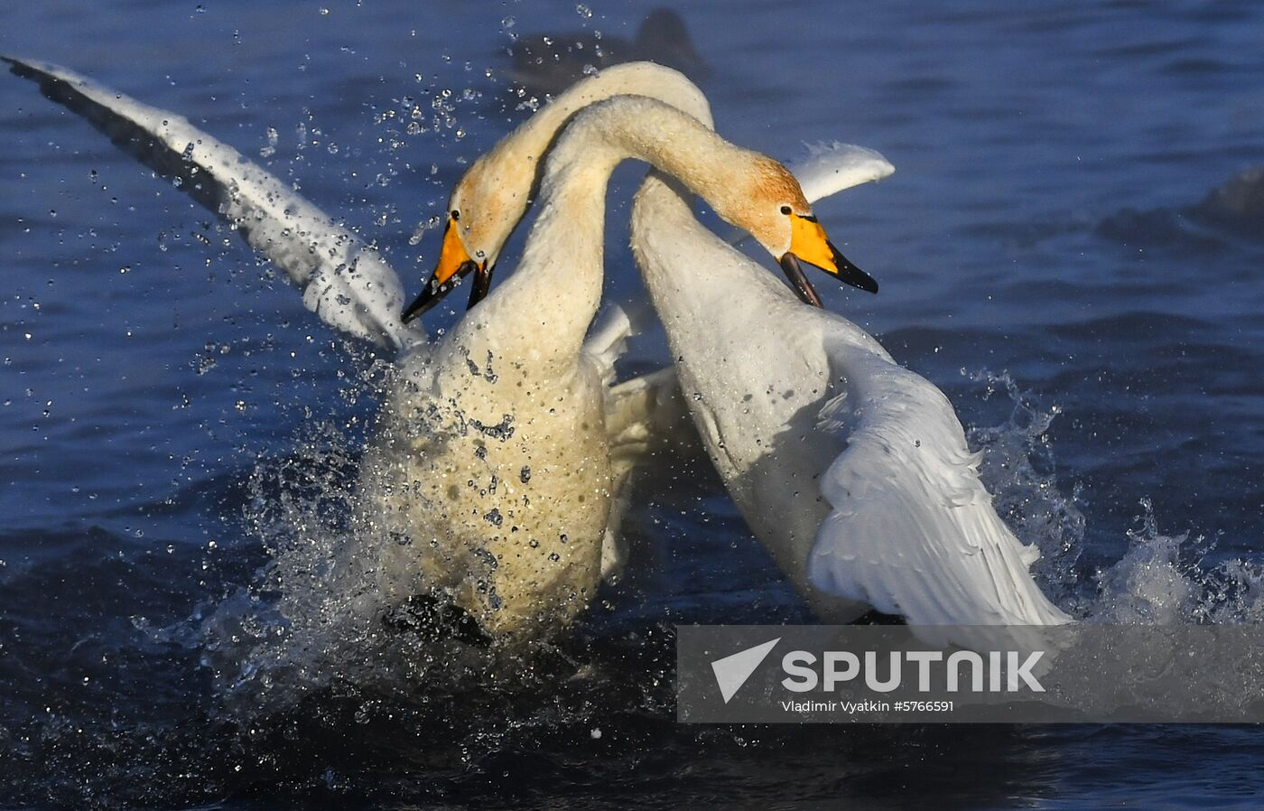 Russia Swans Wintering Over