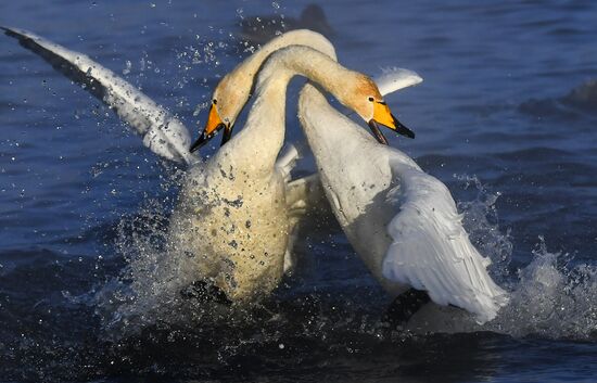 Russia Swans Wintering Over