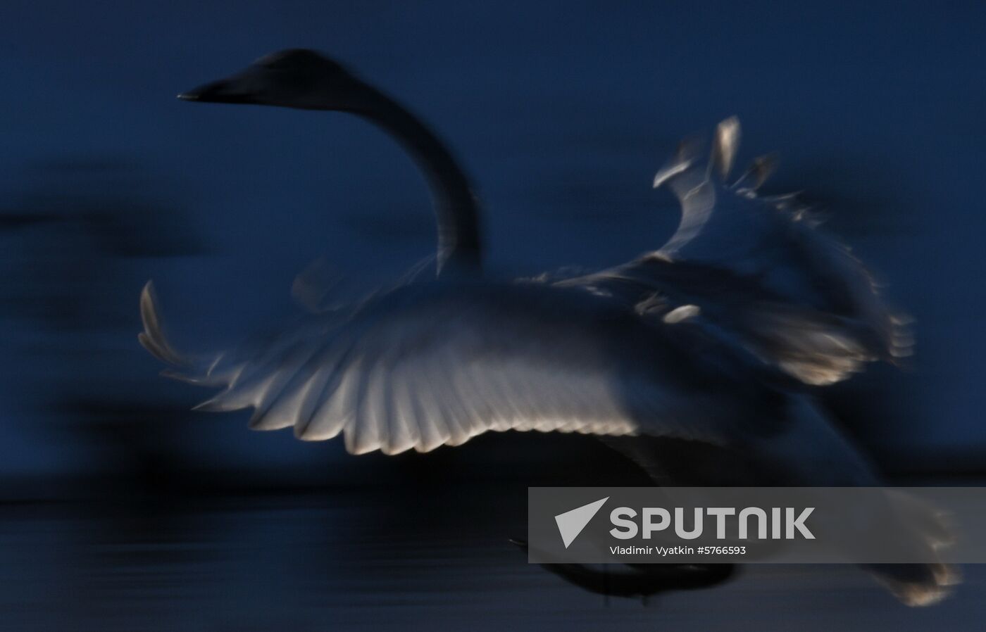 Russia Swans Wintering Over