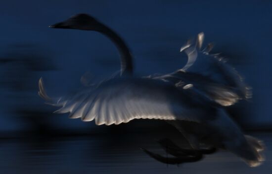 Russia Swans Wintering Over