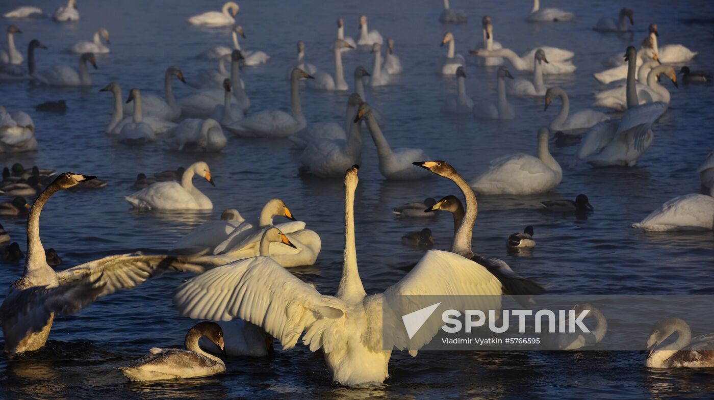 Russia Swans Wintering Over