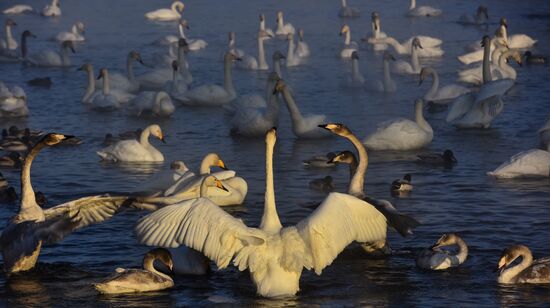 Russia Swans Wintering Over