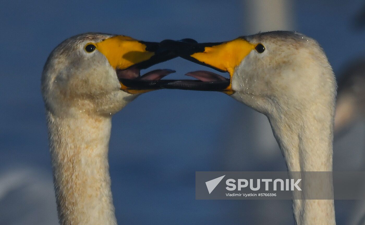 Russia Swans Wintering Over