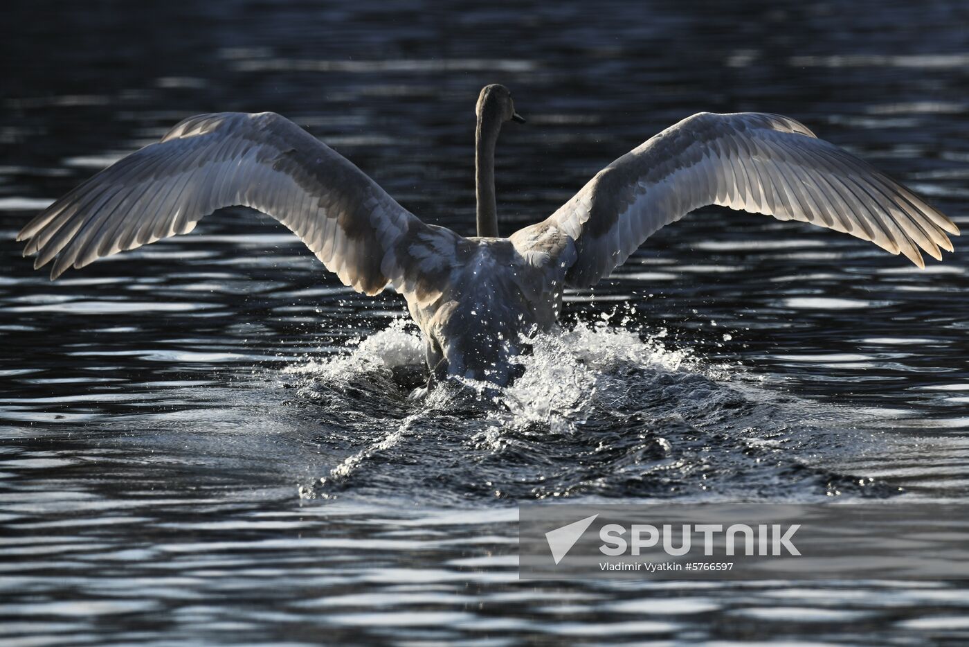 Russia Swans Wintering Over