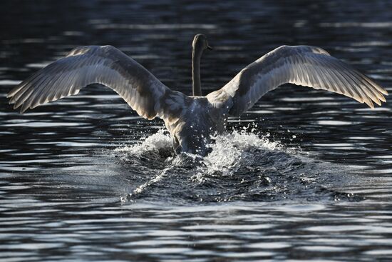 Russia Swans Wintering Over