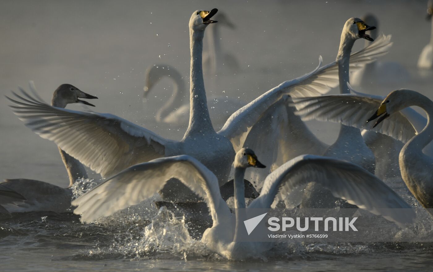 Russia Swans Wintering Over