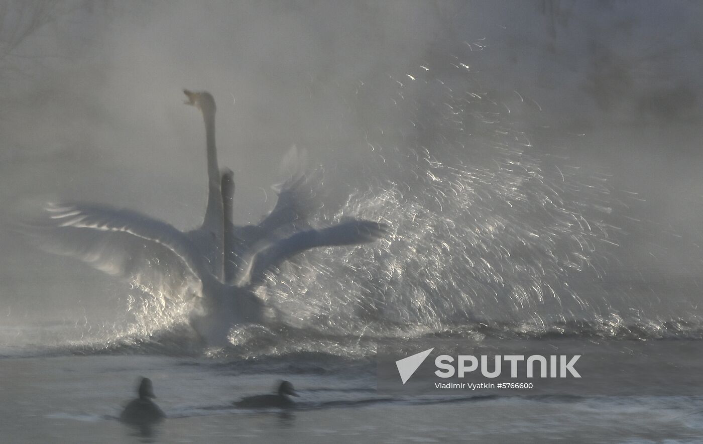 Russia Swans Wintering Over