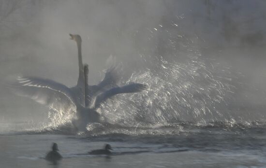 Russia Swans Wintering Over
