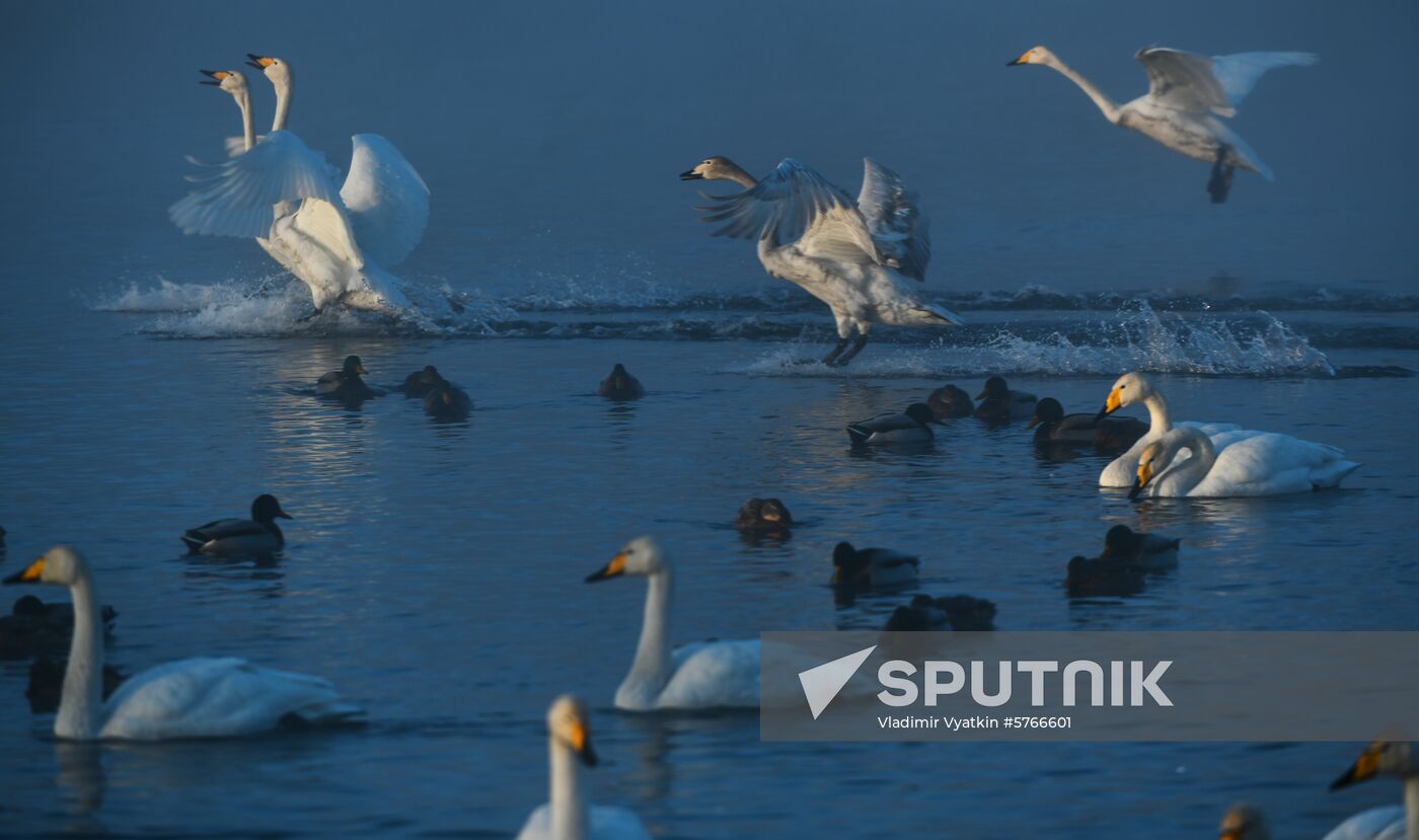 Russia Swans Wintering Over