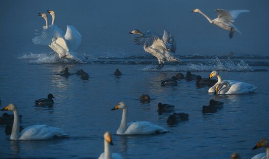 Russia Swans Wintering Over